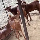 ماشاءالله الموقع محايل عسير