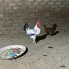 دجاج فرنسي وبلدي