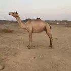 ناقه للبيع سلاله طيب