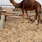 للبيع ناقه حايل