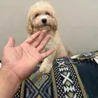 اناث توي بودل