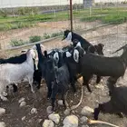 جفار وتيوس منادي من المزرعه