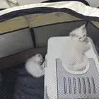 بساس