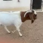 تيس بورقوت