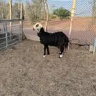 شاه نجديه
