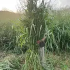 علف بونيكام للبيع