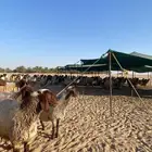 عنم نعيم دفيع شرط