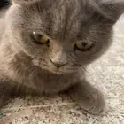 قط سكوتش من آب هملايا اليف انثى