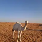 اللقحه نصوف على كحيلاني