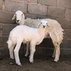 ثنيه ولد