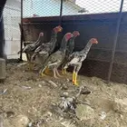 اعرض لكم دجاج باكستاني فاخر مشاءالله شرط صحه ولون وجرم