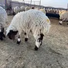 بيع غنم