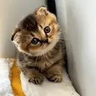 سكوتش قولد للبيع بجده