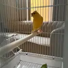كناري دبل كرست سوري الون اصفرا تقريد شرط