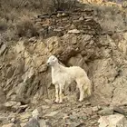 طلي فحل مشروط