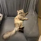 قطط للبيع صحتها سليمه