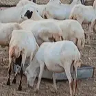 ضان مراح واحد