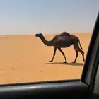 للبيع بكر مجهم لقحه