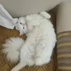 قط للتبني