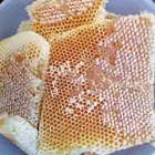عسل سدر هذا السنة 1447ه وعسل طلح وسمر