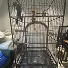 قفص ببغاء كبير