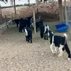 ذبايح نعيمي حري تيوس