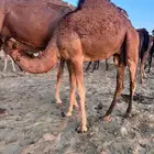 قعود ساحلي للبيع