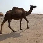 نياق