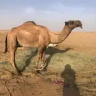 جمل