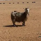عنزين للبيع