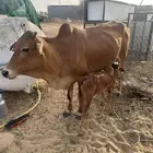 بقر بلدي للبيع