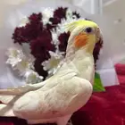 ببغاء كروان مفقود يا خوان في حي اليرموك