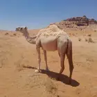ناقه للبيع