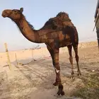 حاشي الرياض