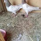 حمام باكستاني