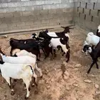 عناق وتيوس للبيع