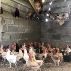 دجاج بلدي بياض للبيع