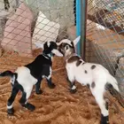تيسين قزميات