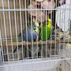 طيور حب