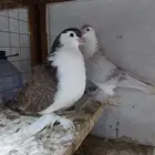 جوز شيرازي