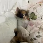 قطه جميله ولعوبه شيرازي