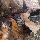 دجاج بلدي
