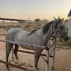 للبيع فرس واهو