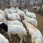 اضاحي طيبة 1300