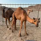 قعود ( تم البيع )