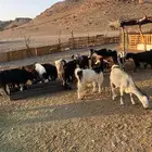 معزا للبيع