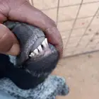 معزاء عارضيه
