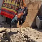 ديك شامو ياباني
