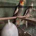 كروان للبيع جوز و فرايد