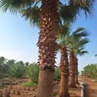 نخل واشنطن نخل للبيع نخل زينة نخل الرياض